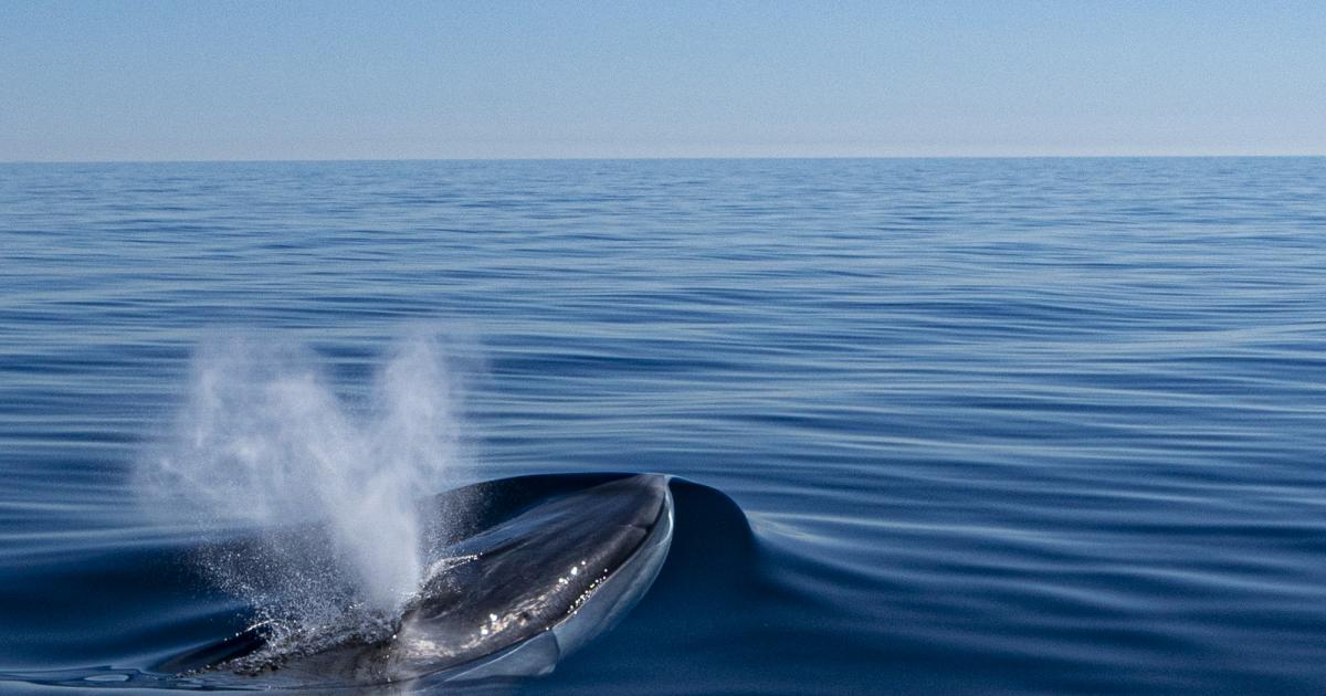 Combien De Temps Une Baleine Peut Rester Sous L Eau